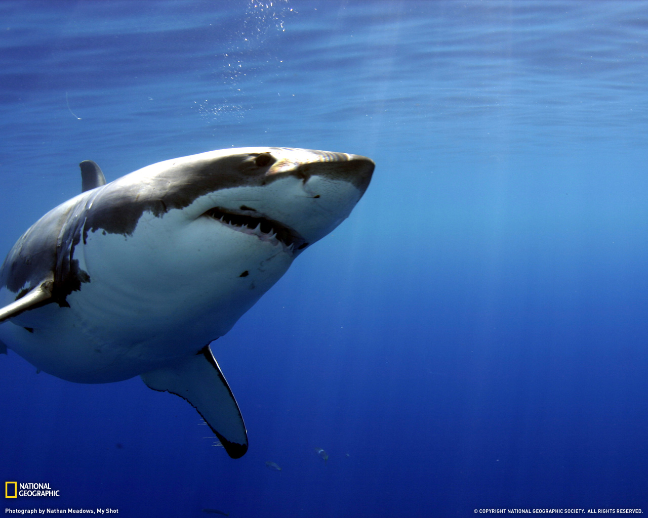 Great White Shark Mexico 1280x1024