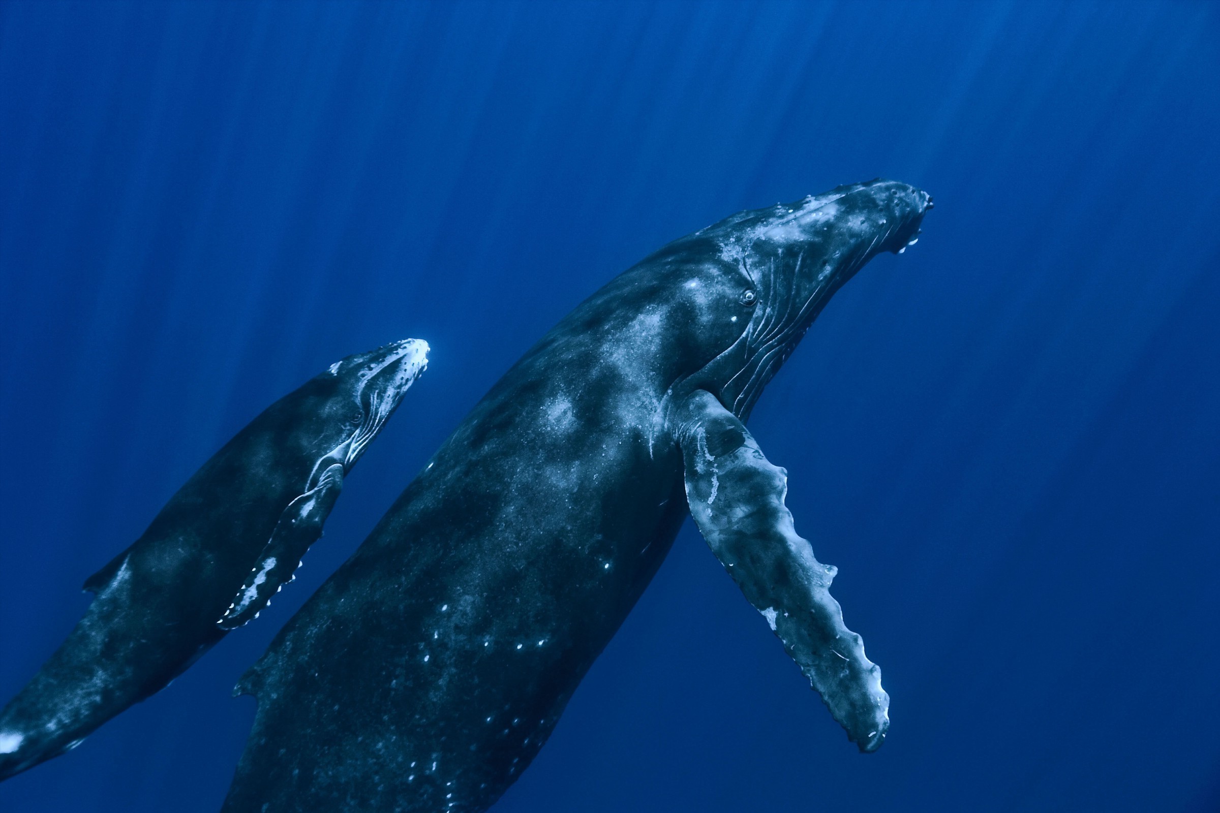 Whale Wallpaper HD