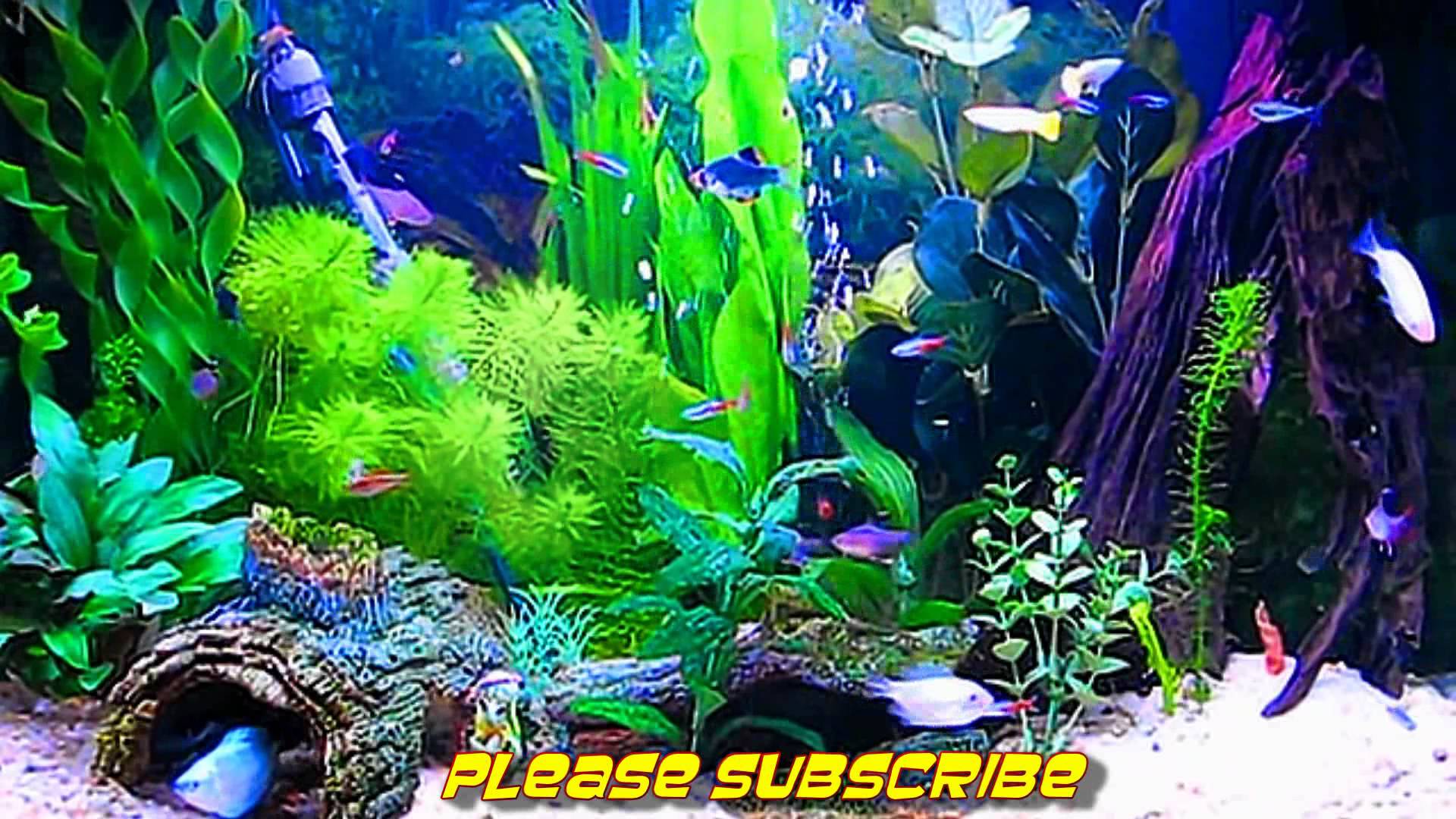 Amazing HD Aquarium Screensaver Windows And Android