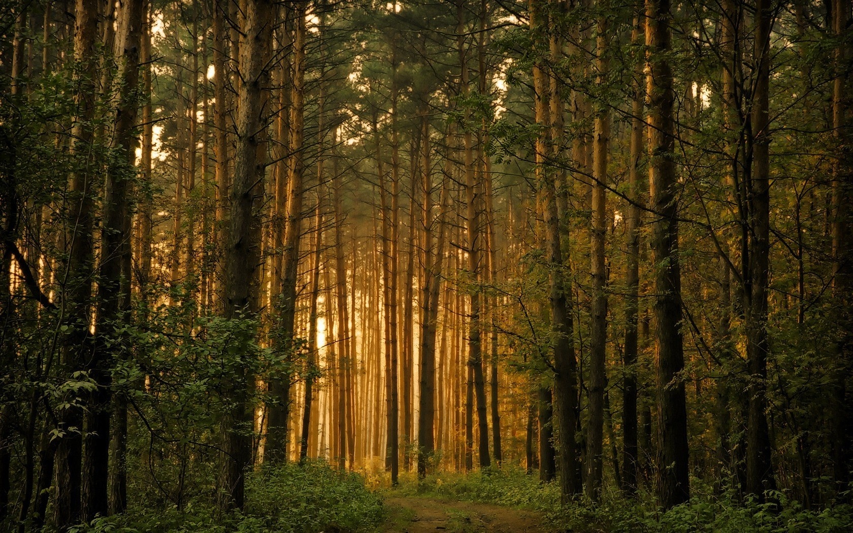 Pine Forest Wallpapers Nature Wallpapers Gallery   PC