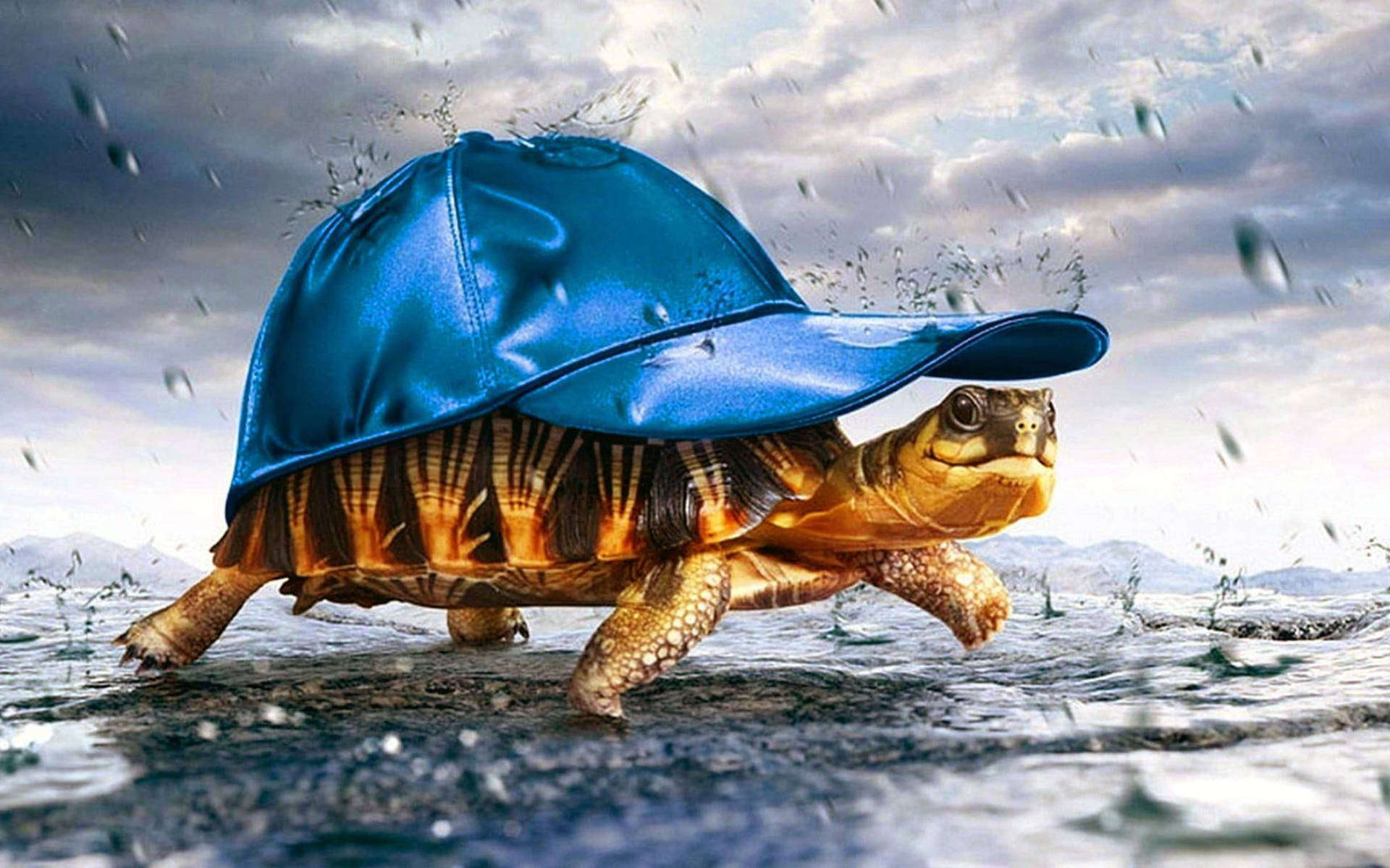 Top Cool Turtle Wallpaper Full HD 4k To Use