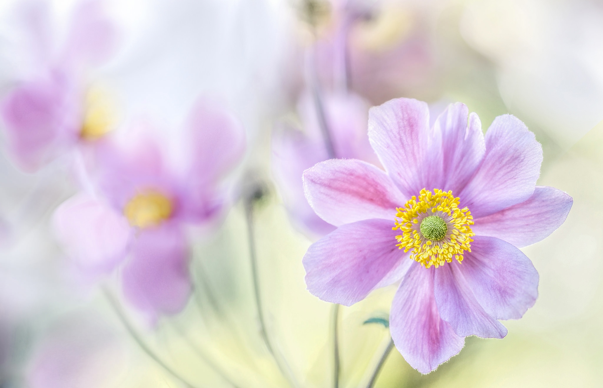 Flower Purple Nature Anemone HD Wallpaper