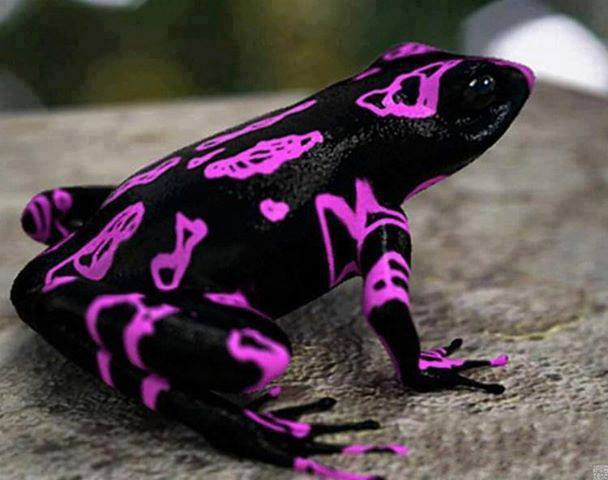 African Poisonous Frog Wallpaper Unique HD
