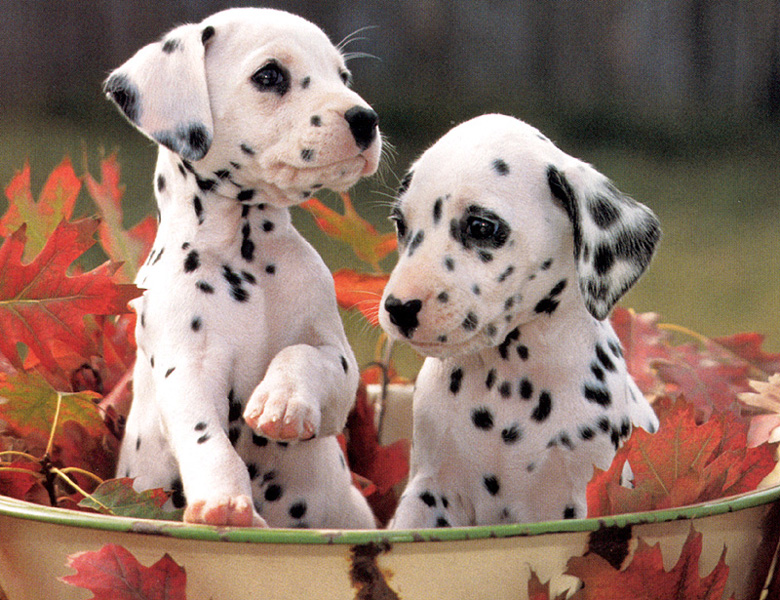 Dalmatian Dog HD Wallpaper Pet Desktop