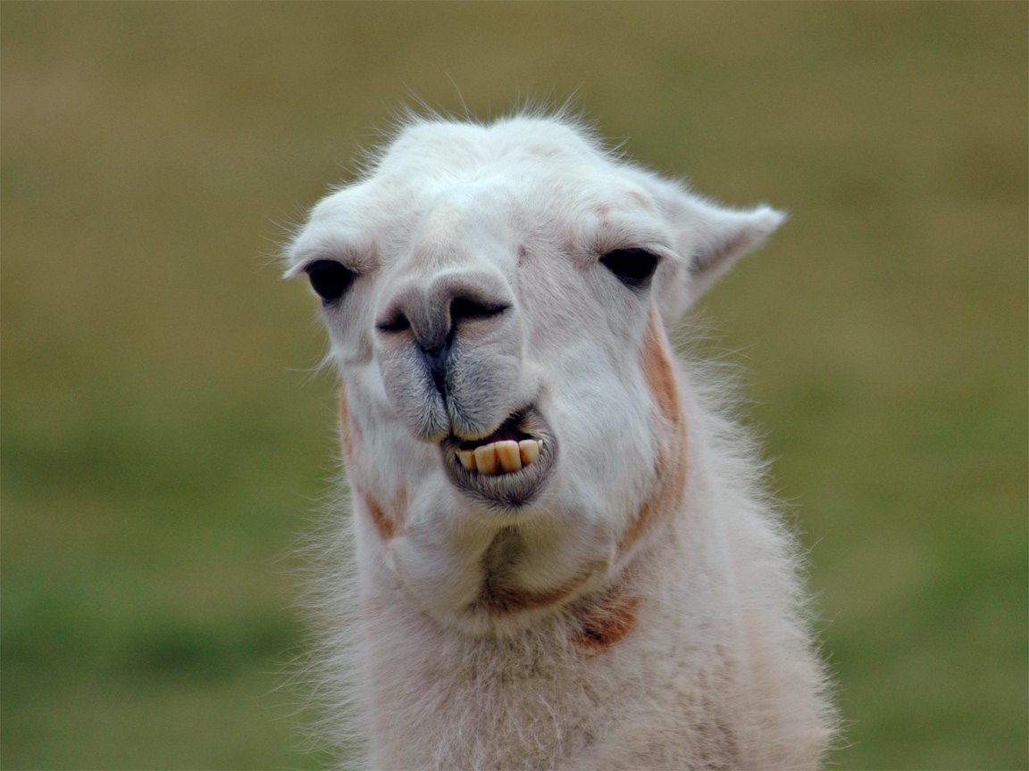 For the Love of Llamas 10 Cutesy Llama iPhone Wallpapers  The Review Wire
