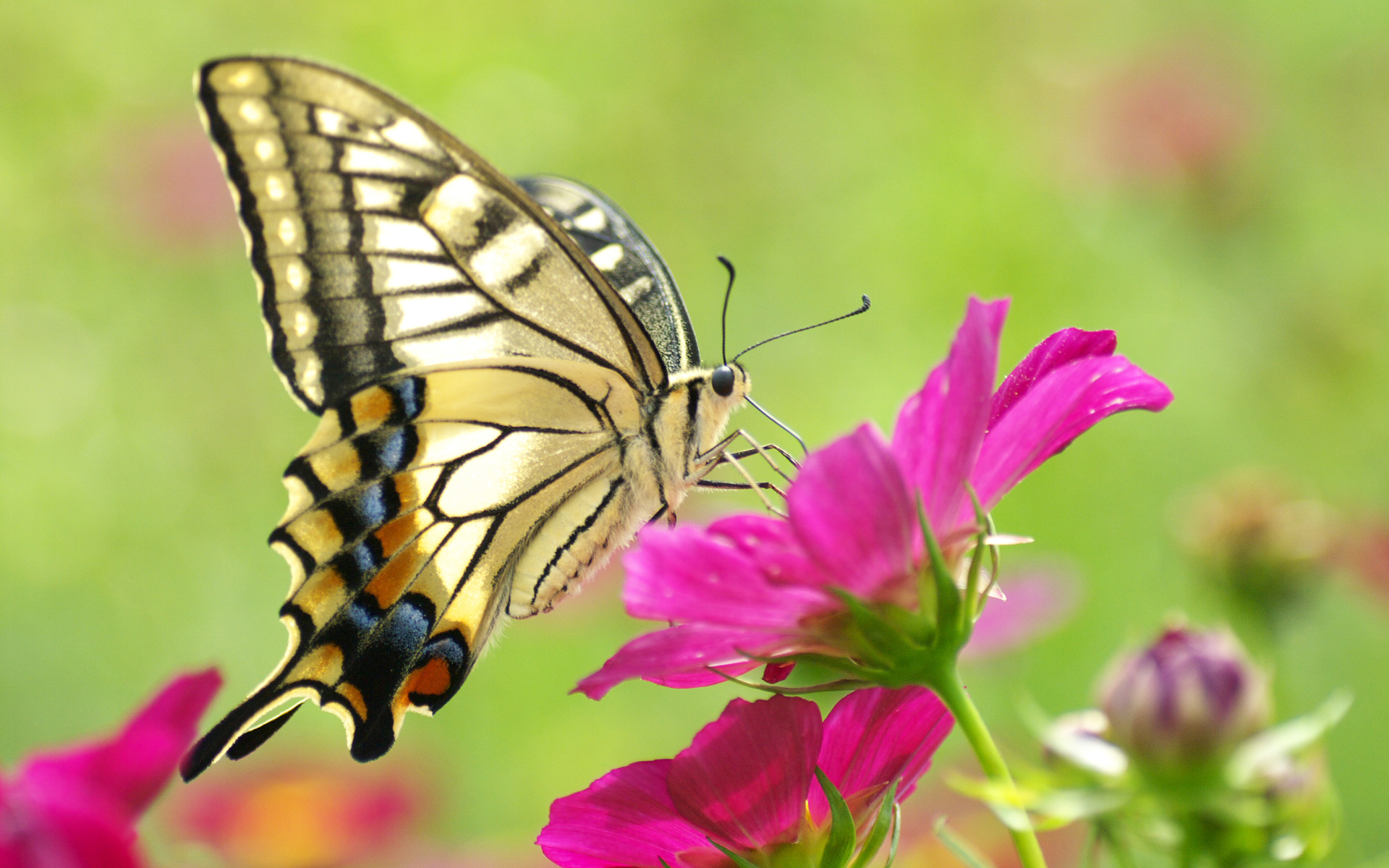 Free Download Pictures Of Flowers And Butterflies   Beautiful Flowers