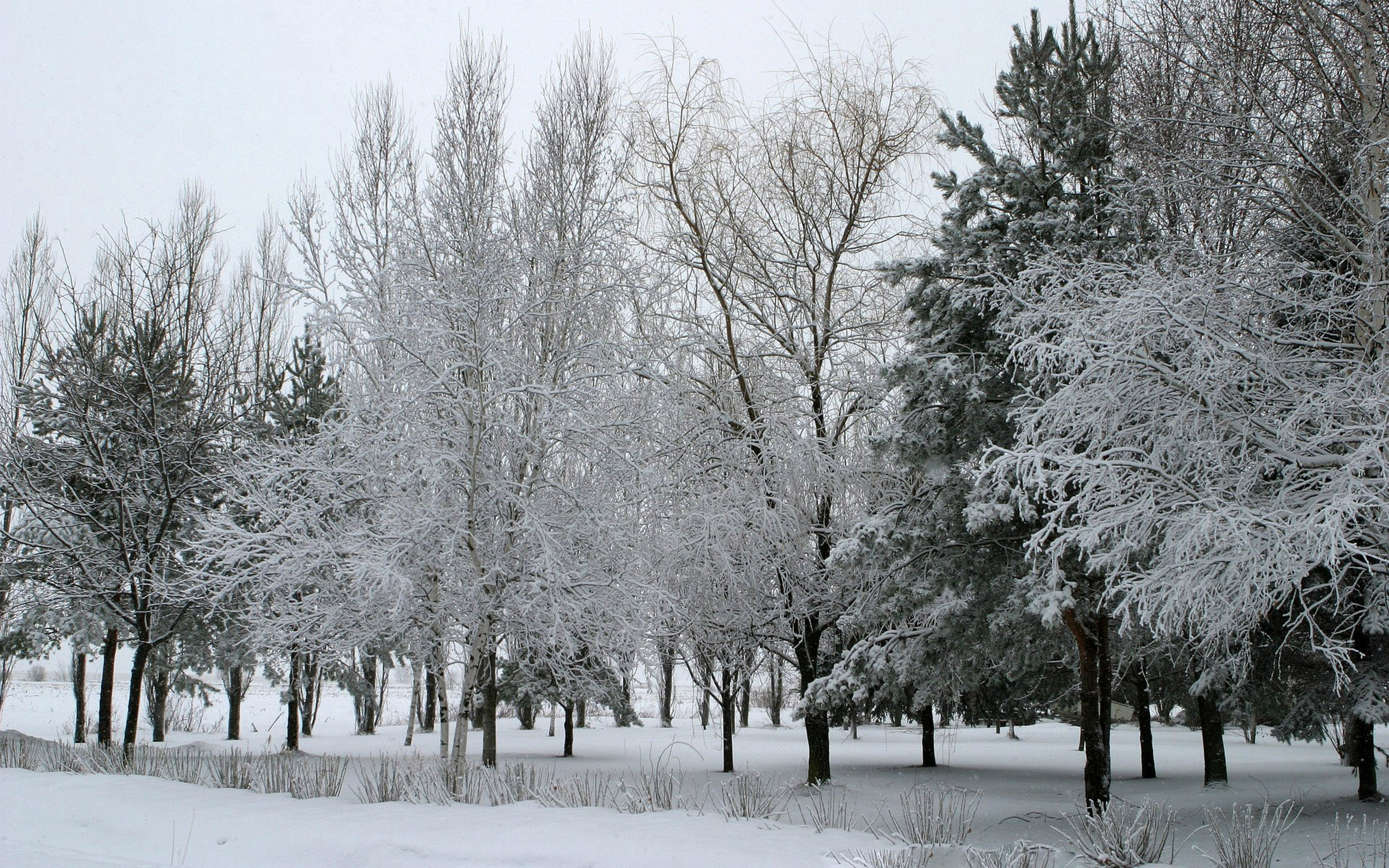 Winter And Snow Scenes Wallpaper Bonzy Pictures 2560x1600