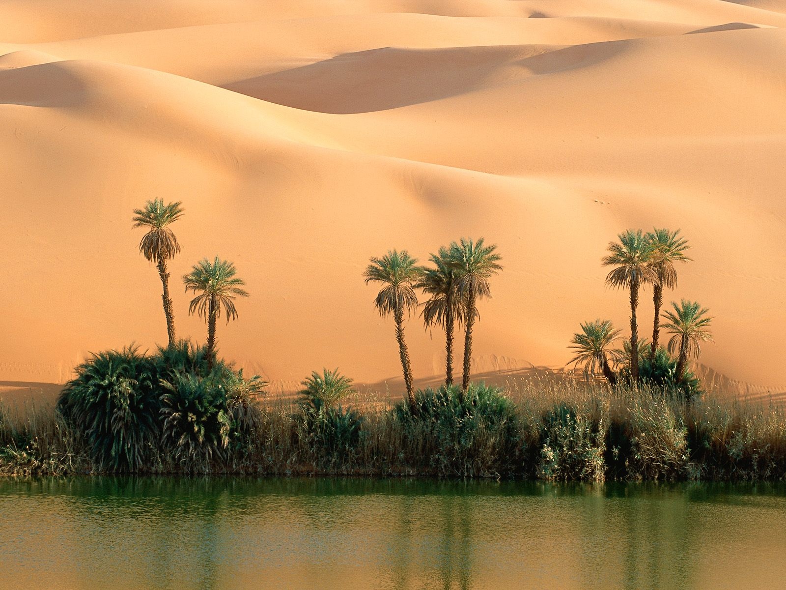 Desert oasis wallpapers and images   wallpapers pictures photos
