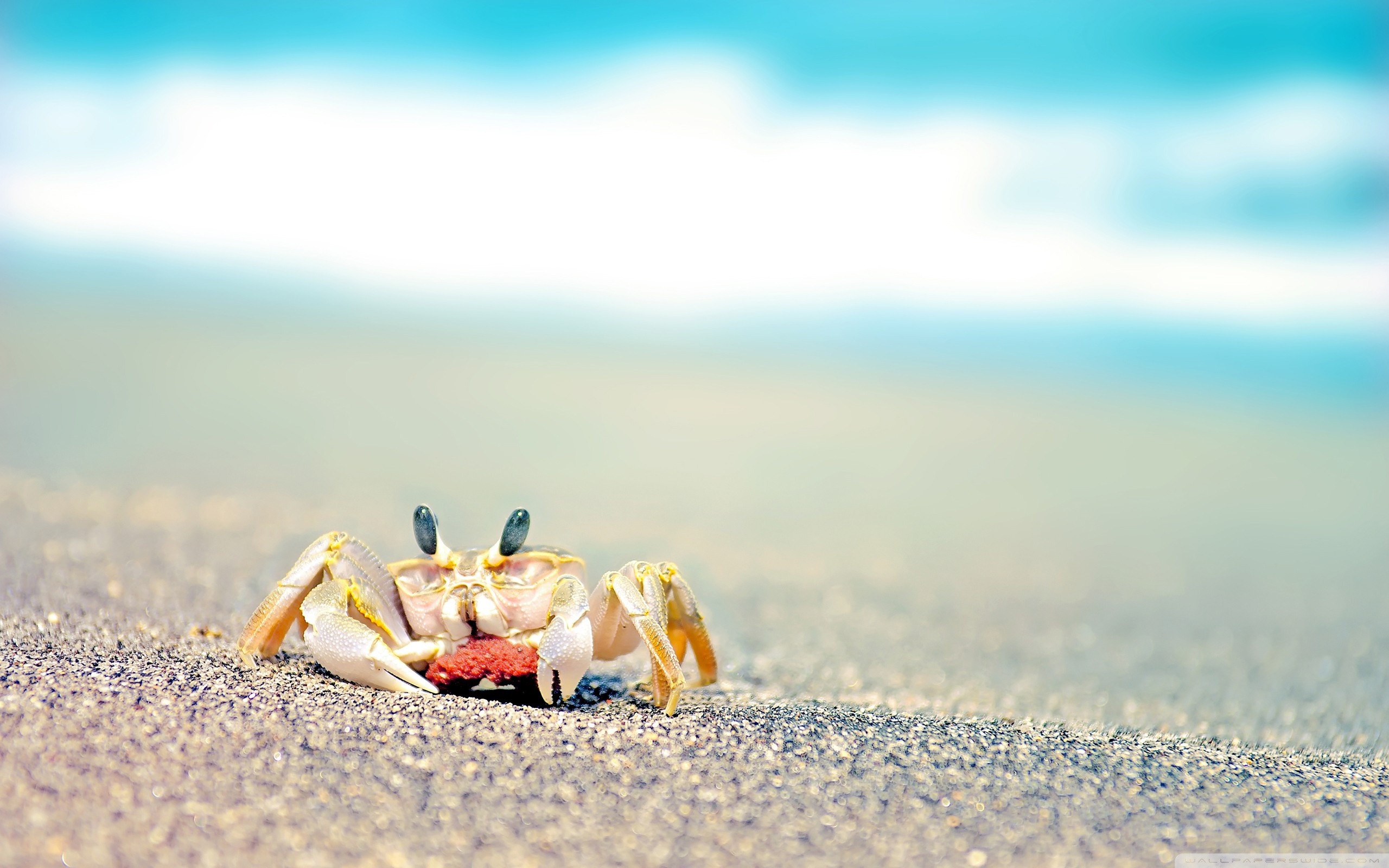 Small Crab On A Beach Wallpaper And Image Pictures