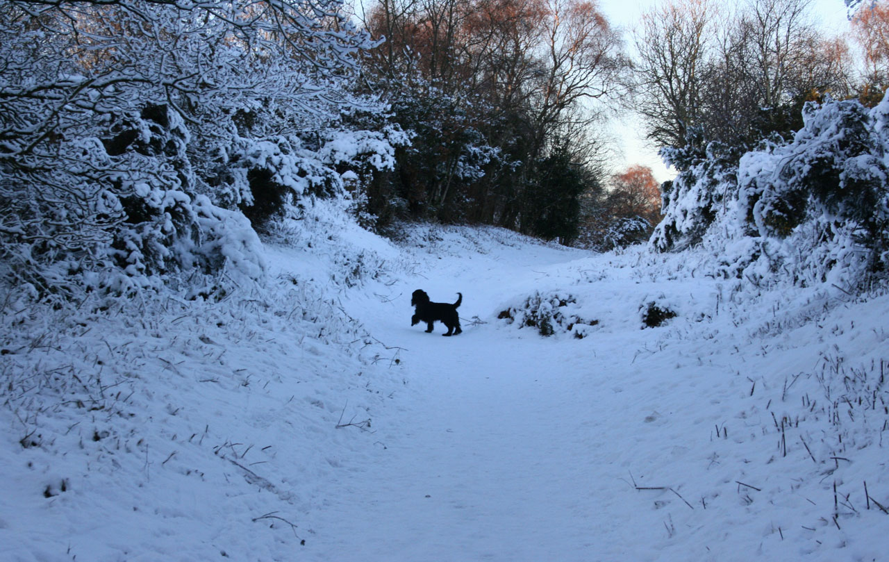 Image Of Dog Playing In Snow Stock Photo HD Public Domain