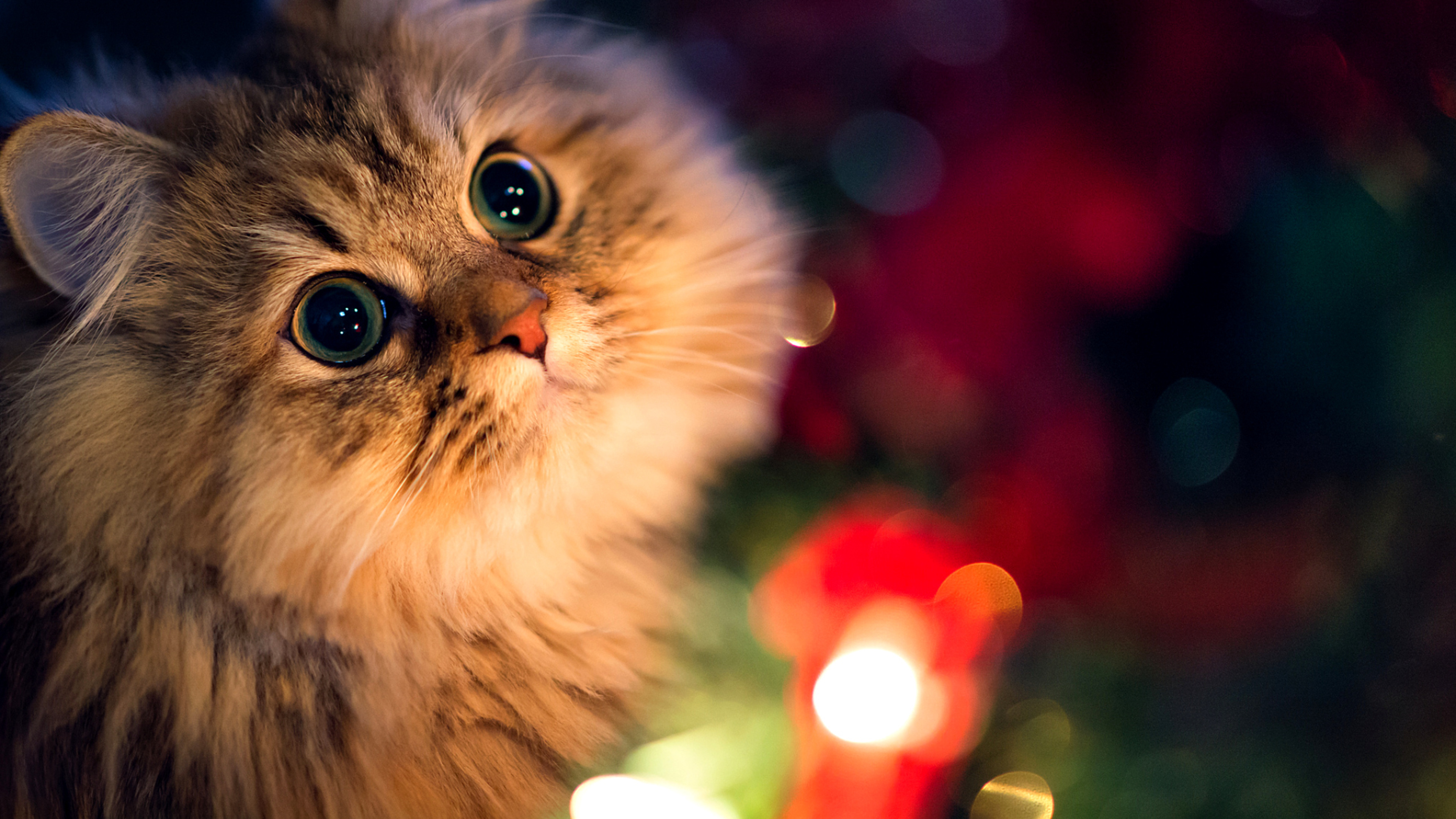 A fluffy kitten gazes with wide, curious eyes at the colorful, sparkling lights of a Christmas tree, its soft fur illuminated by the festive glow