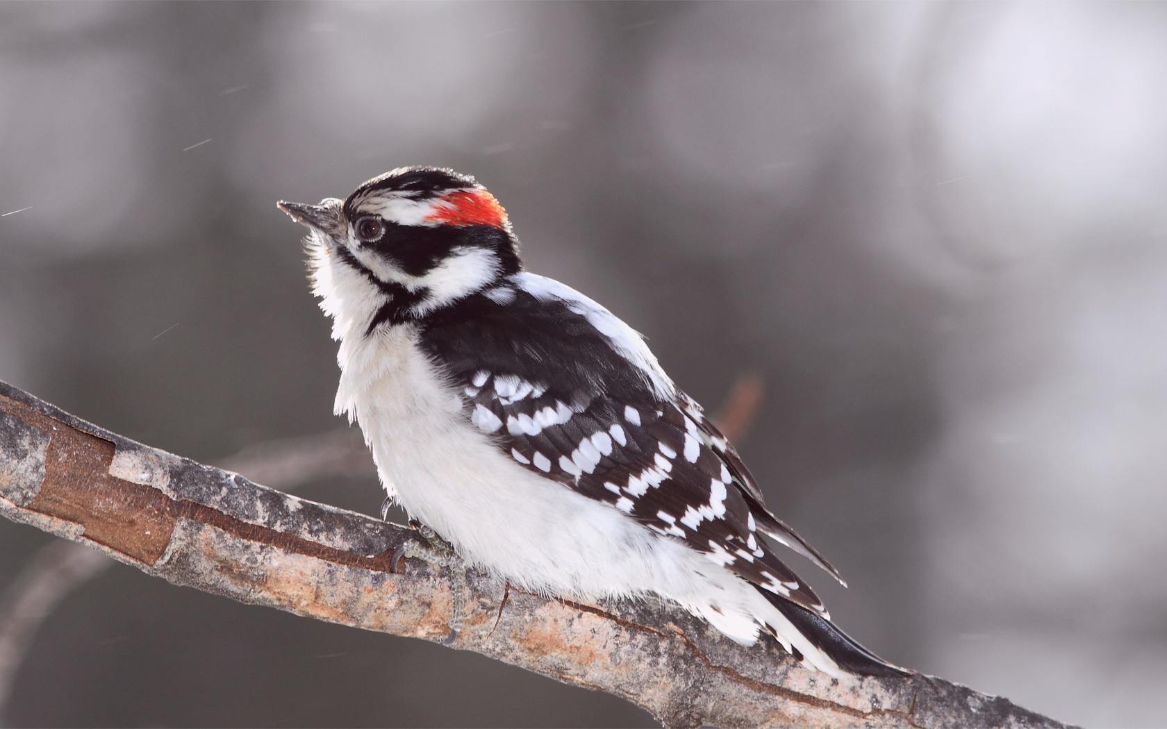 Animals Birds Woodpeckers Wallpaper HD Desktop And
