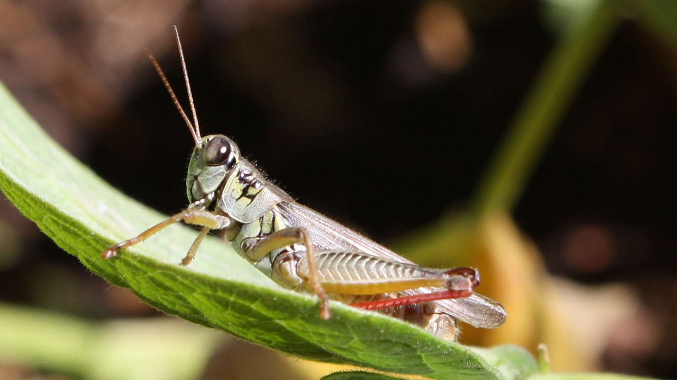 Grasshopper Wallpaper And Background Id