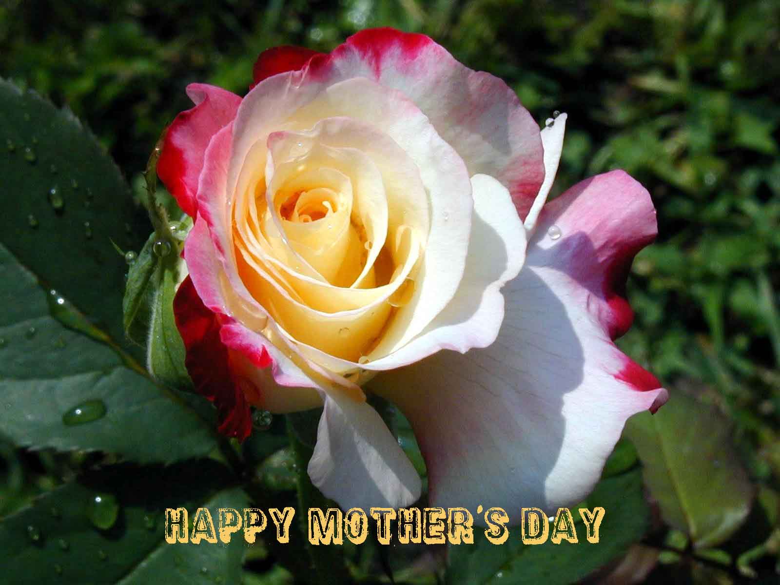 Happy Mothers Day Wishes Beautiful Flower Wallpaper