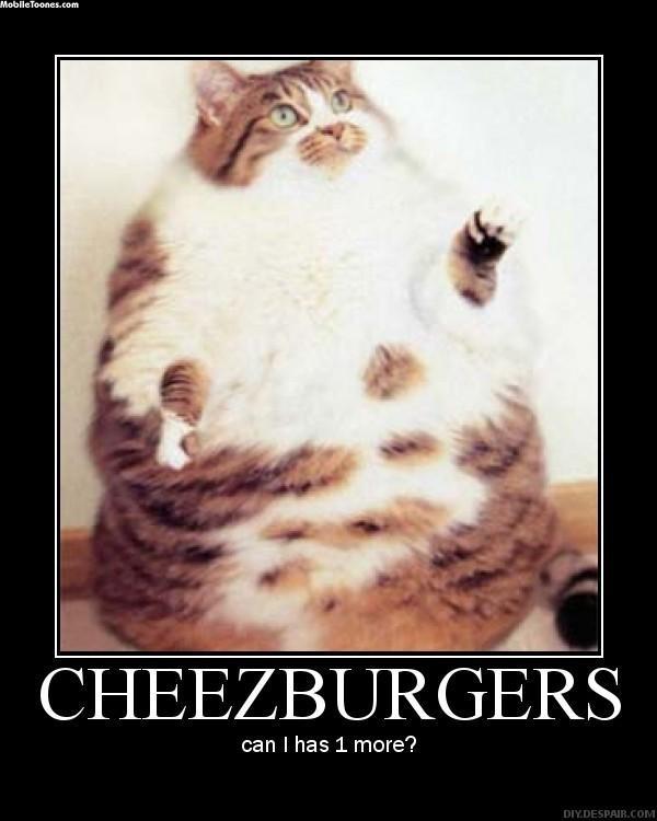 Funny Fat Cats Wallpaper Cat Mobile