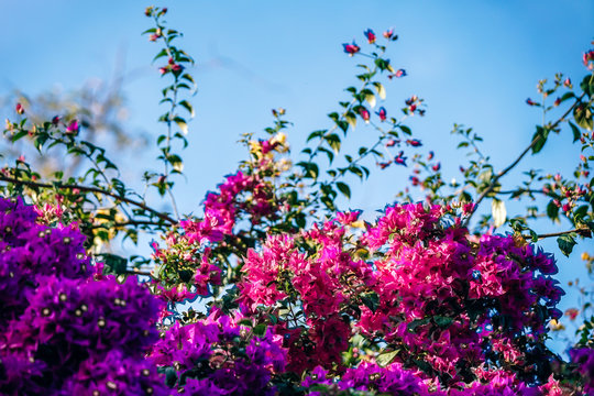 Real Flower Wallpaper