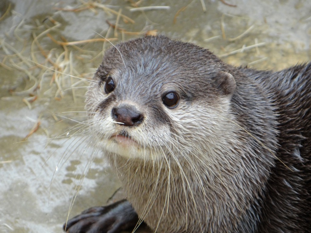 Cute River Otters HD Wallpaper Background Image