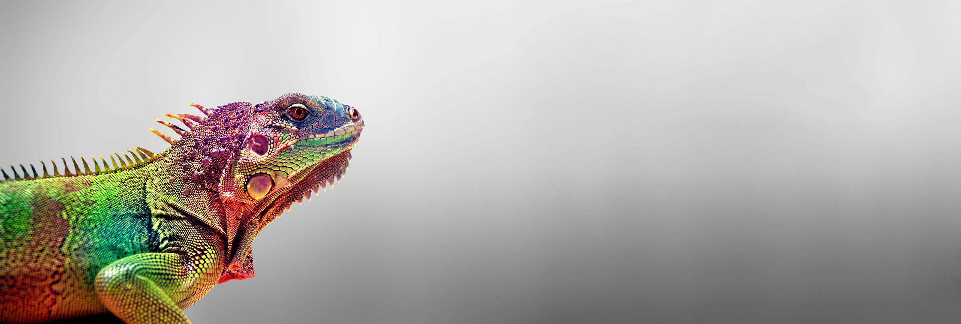 Lizard HD Wallpaper Background Image