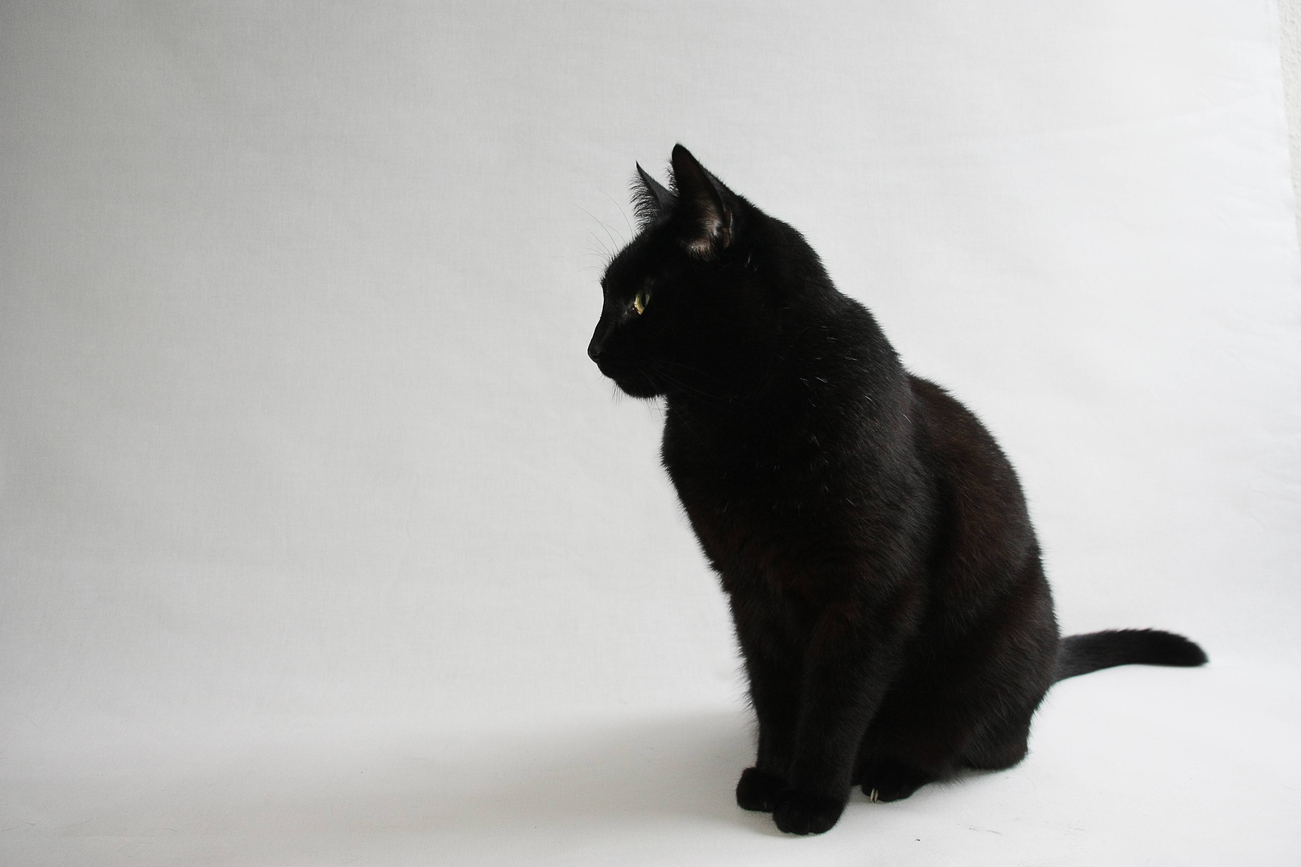 Black Cat Widescreen Wallpaper