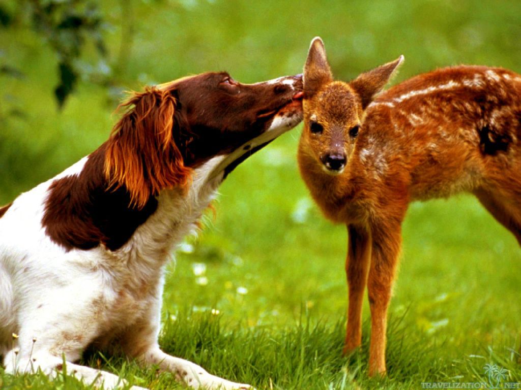 Wallpaper Awesome Give Me Kiss Cute Animals