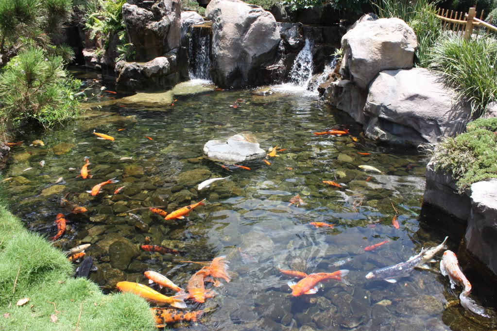 Koi Pond Wallpaper - WallpaperSafari