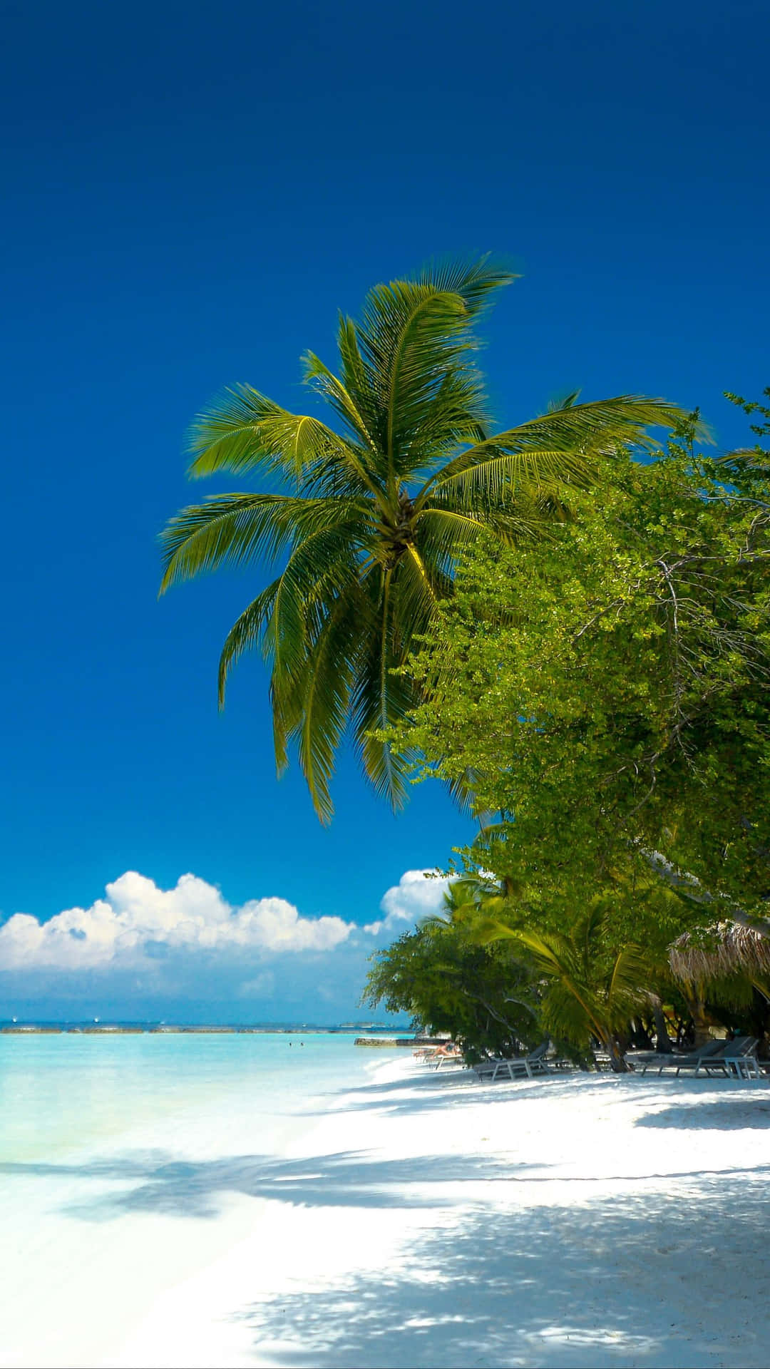 Palm Tree Beach Wallpaper