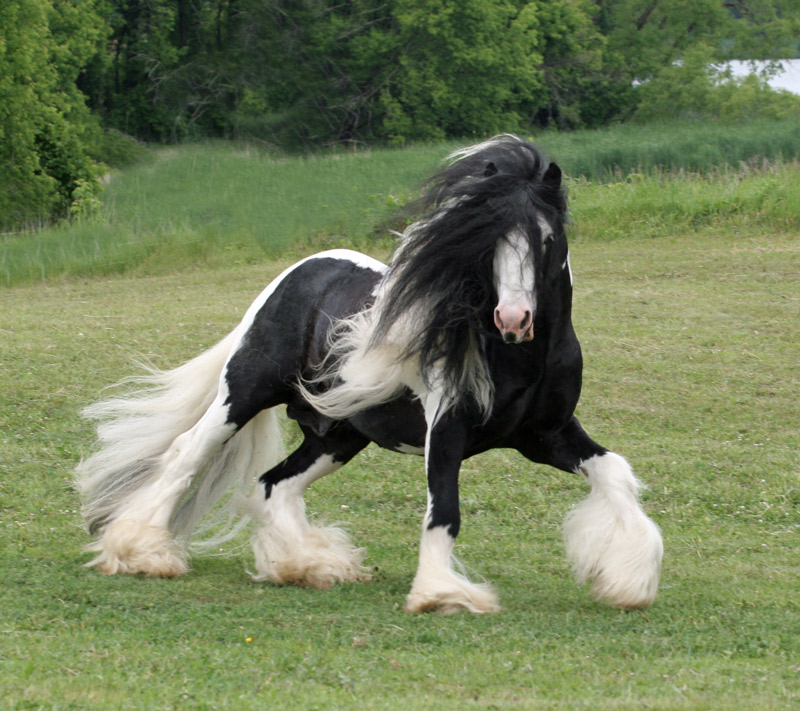 Stunning Gypsy Vanner Horse