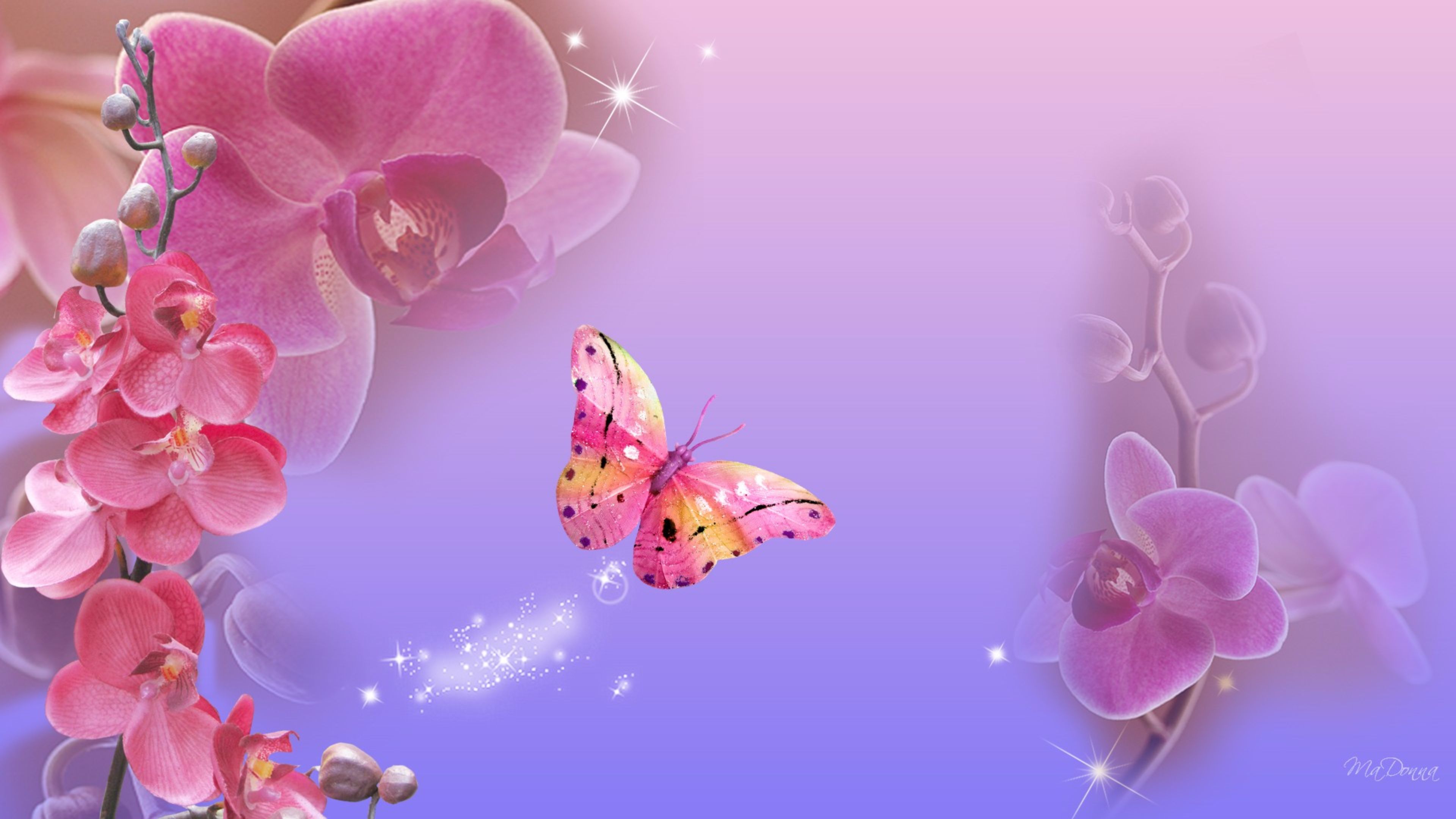 Pink Orchids And Butterfly 4k Ultra HD Wallpaper Background