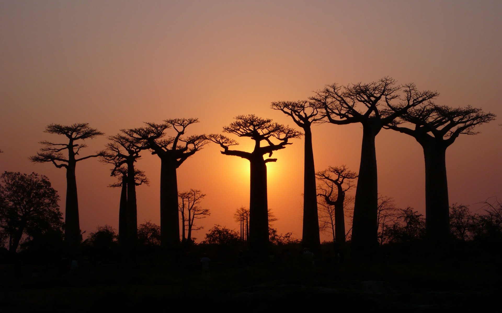 Baobab Tree HD Wallpaper Background Image