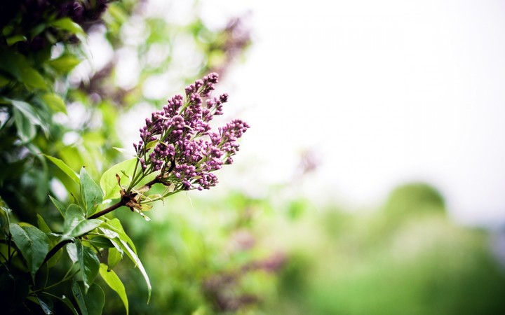 Lilac Branch Spring Flowers picture for your desktop wallpaper by