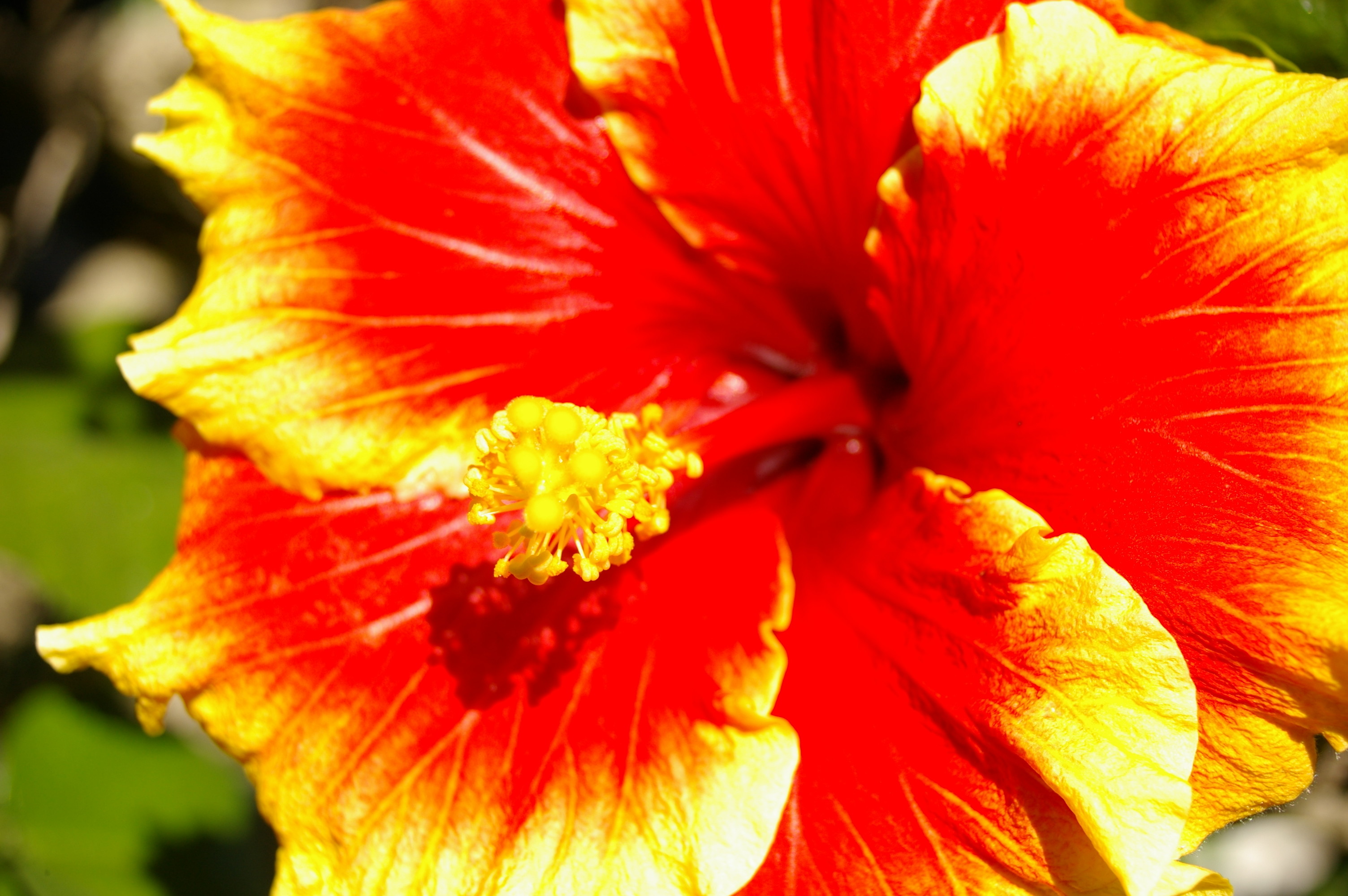 Hibiscus Wallpaper