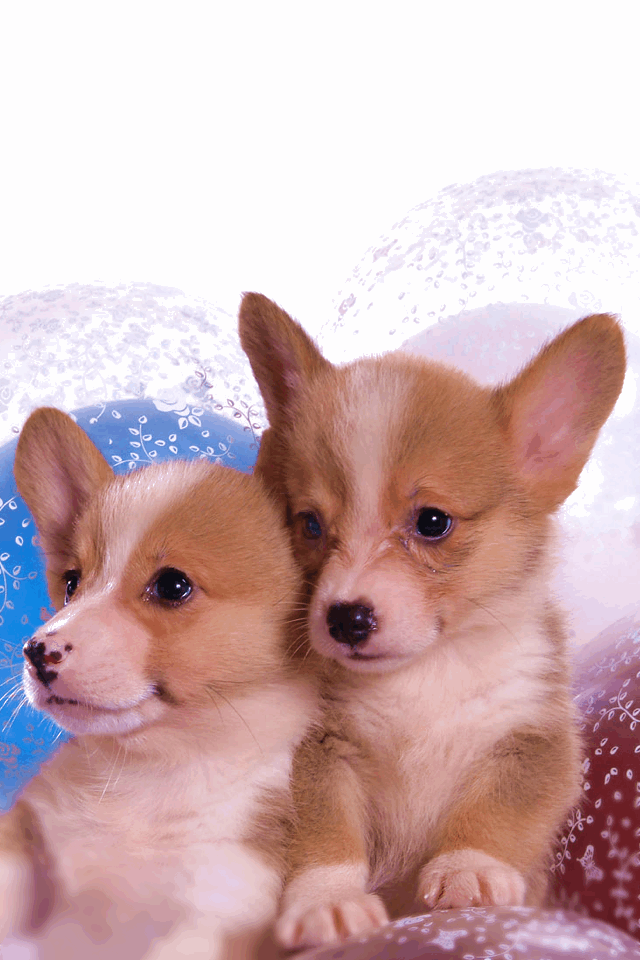 Cute Puppy Images For  Pembroke Welsh Corgi Wallpaper Download  MobCup