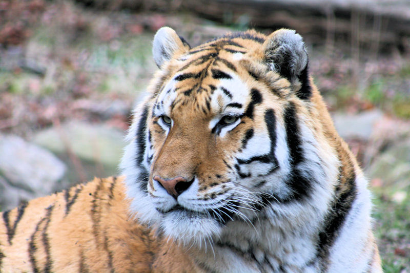 File Royal Bengal Tiger Jpg Wikipedia
