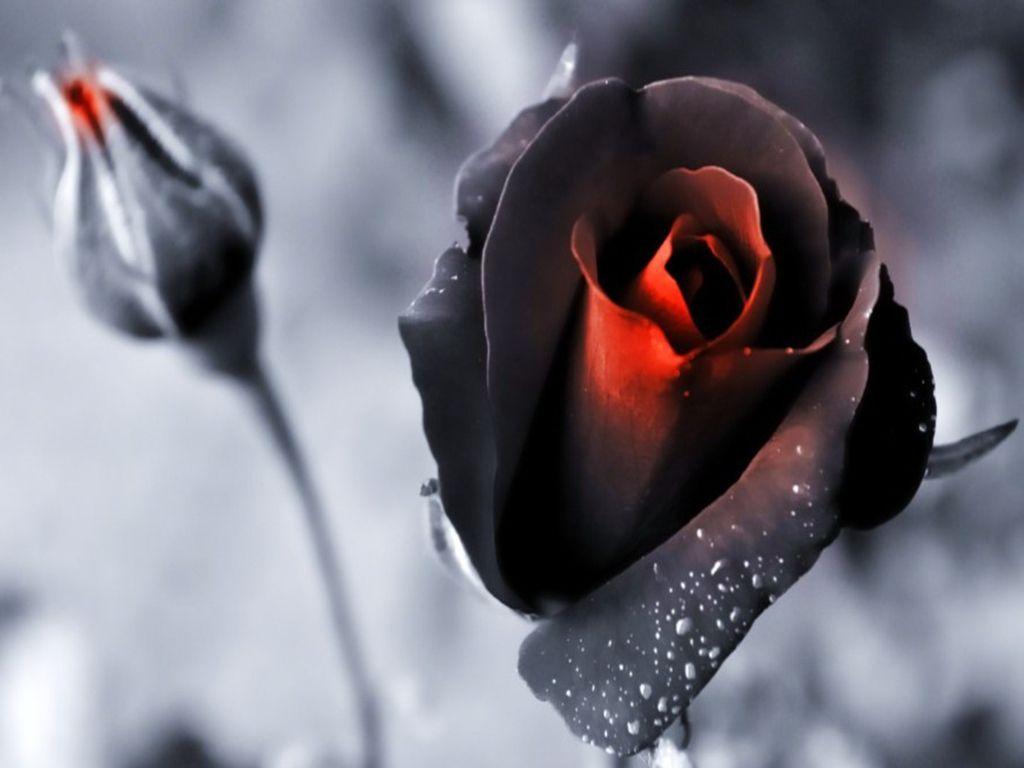 Black rose Stock Photos, Royalty Free Black rose Images | Depositphotos