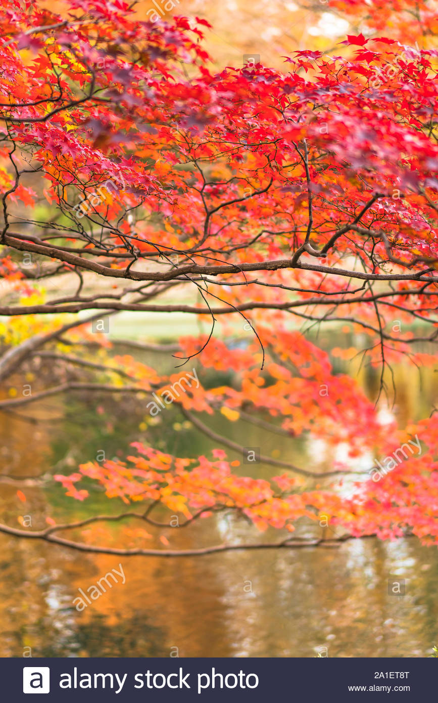 Beautiful Autumn Colors Of Japanese Maple Tree Iroha Momiji Leaves