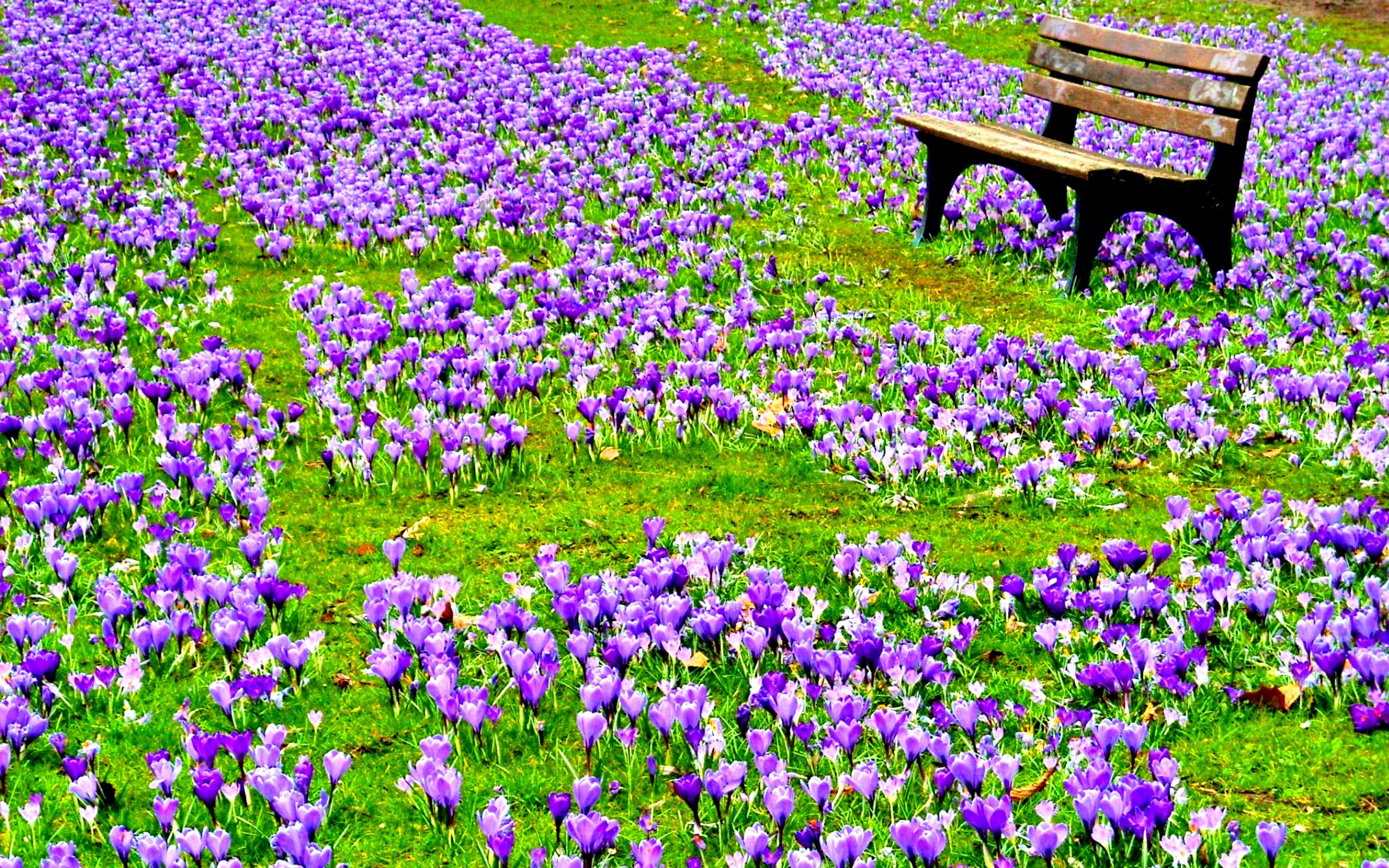 Field Of Spring Flowers Image Wallpaper