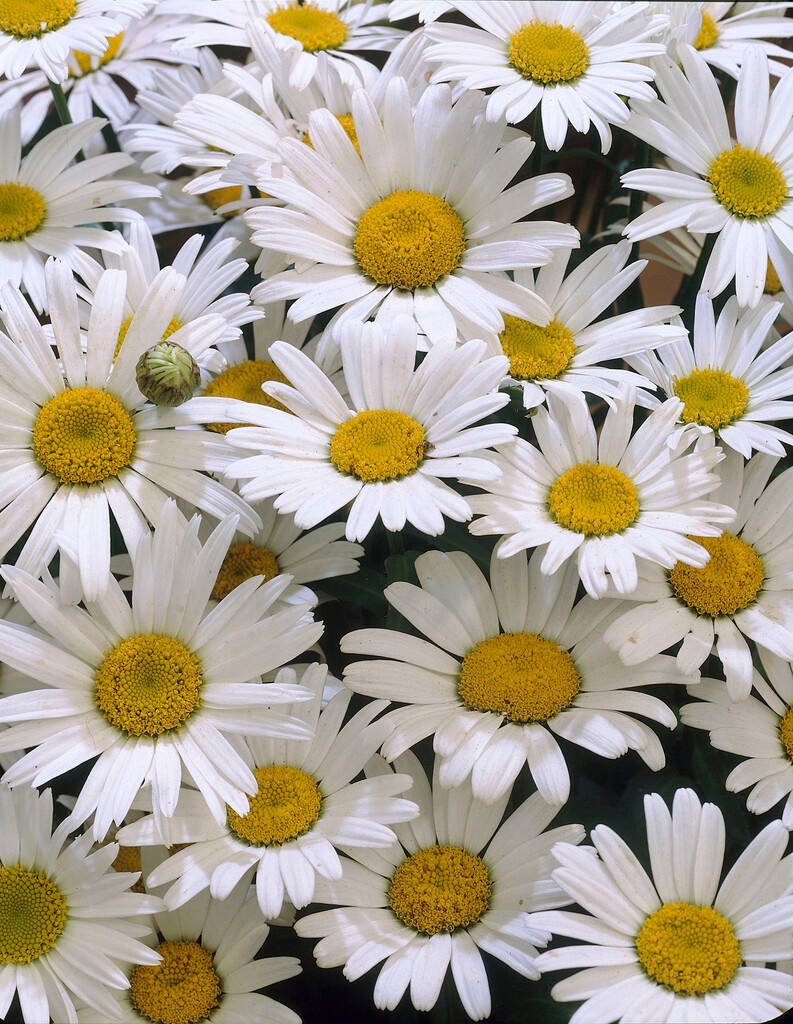 White Flower iPhone Wallpaper