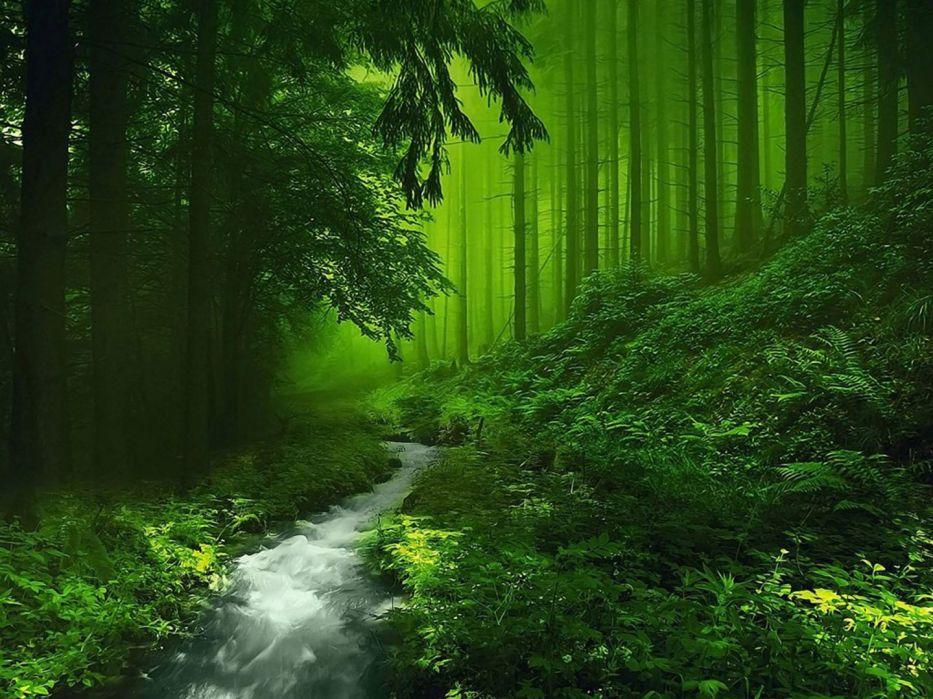 Green Nature Deep Forest River Wallpaper