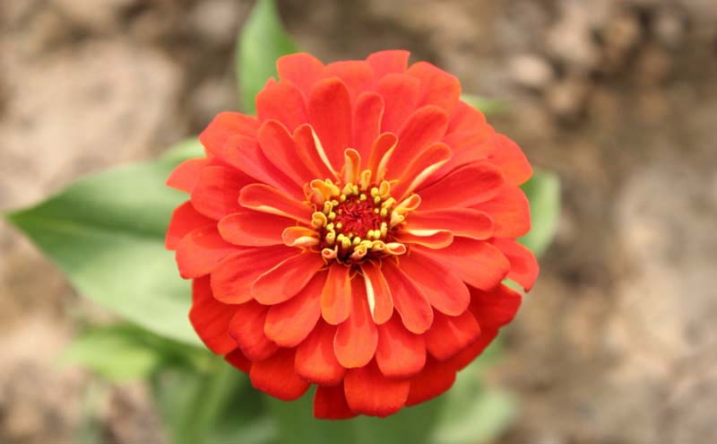 Labels Flowers Pictures Wallpaper Zinnia