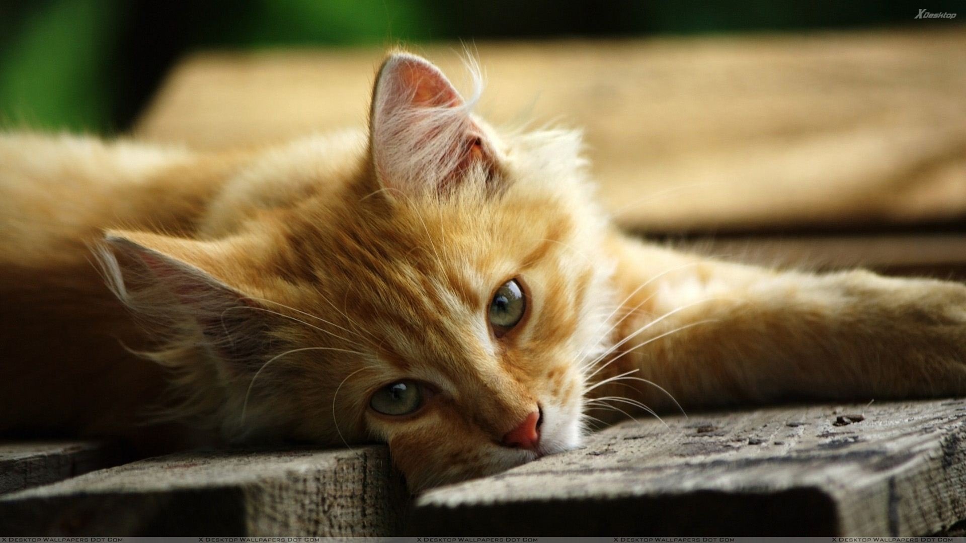 Cute Tabby Cat HD Wallpaper Cat HD Wallpaper 1080p
