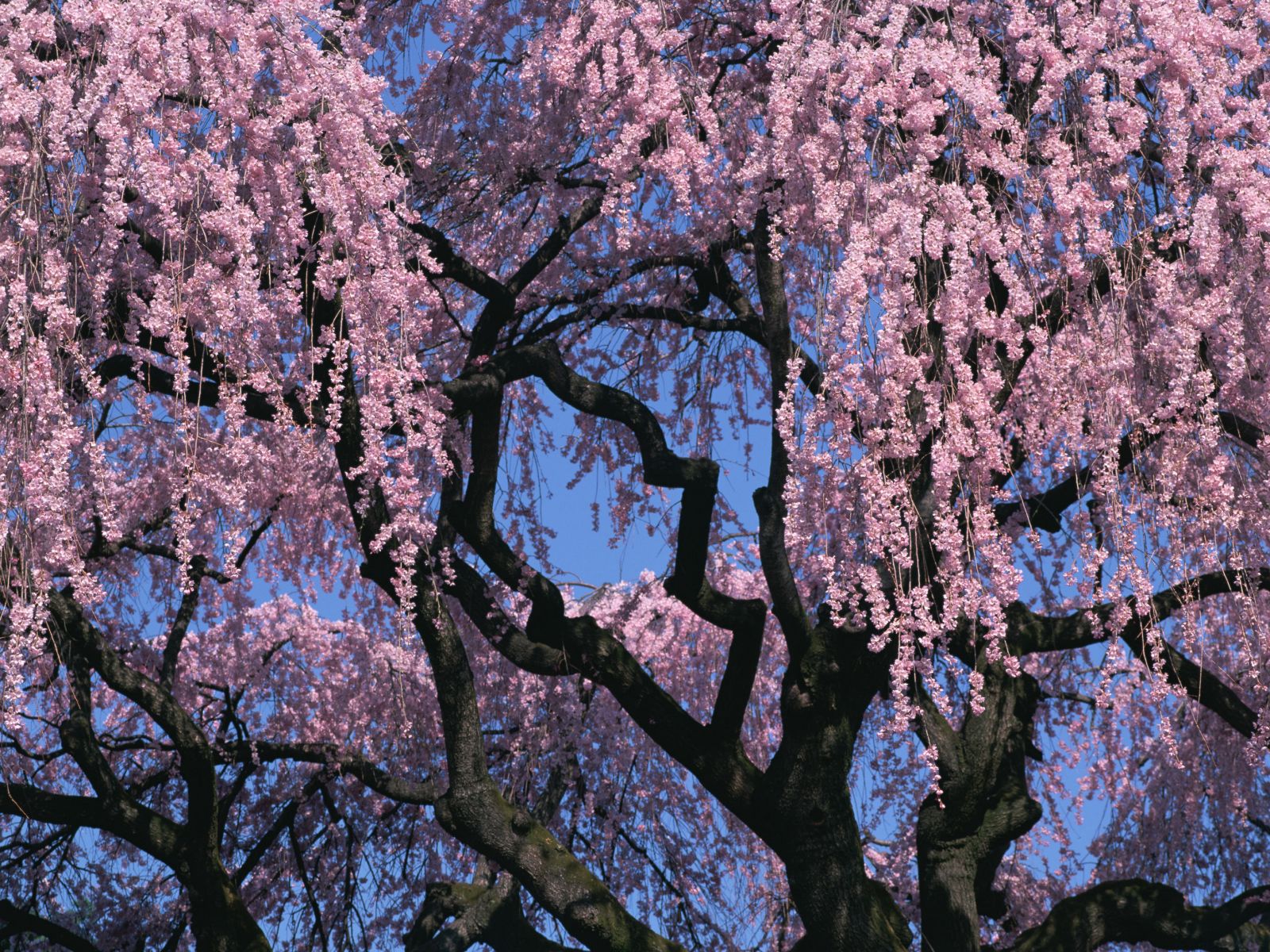 Cherry Tree Related Keywords Suggestions Long Tail