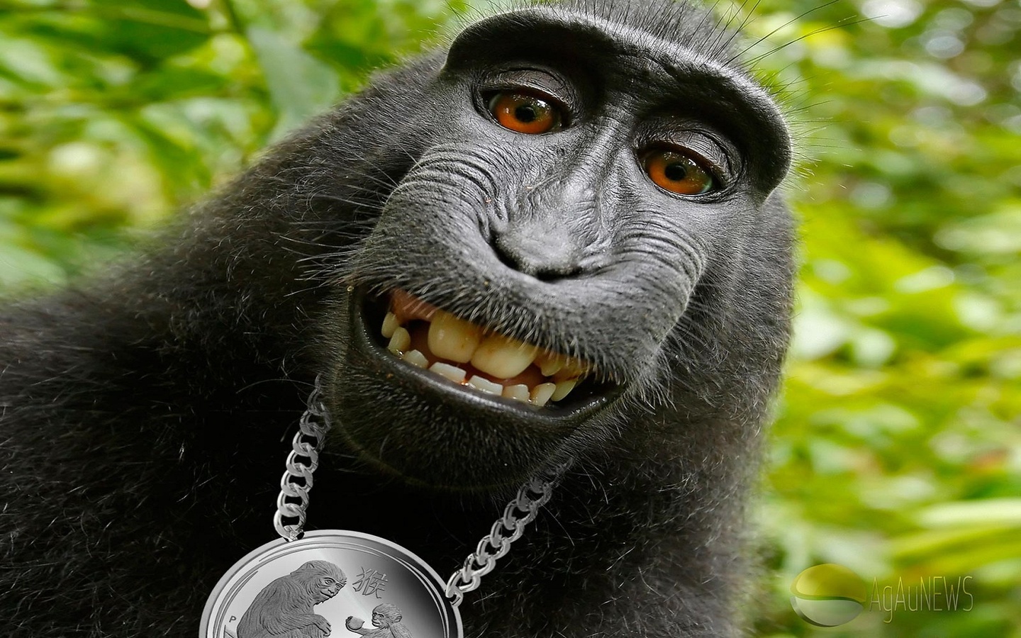 Funny Animals Lunar Monkey Hip Hop