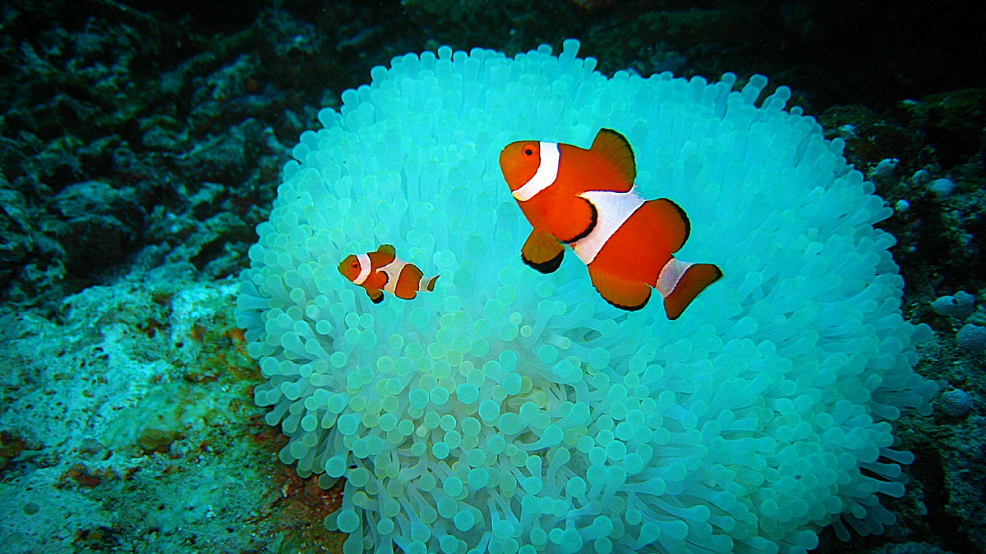 Free Download Clown Fish Wallpapers 1920x1080