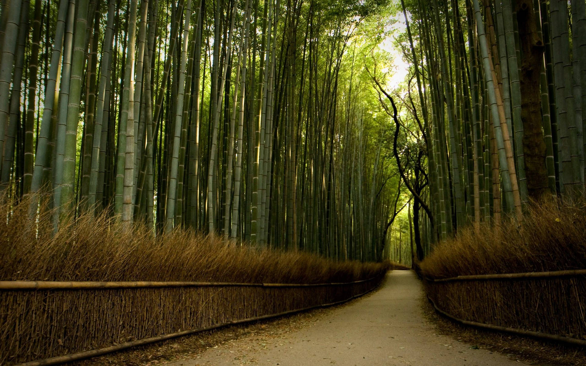 Bamboo 4k Wallpaper