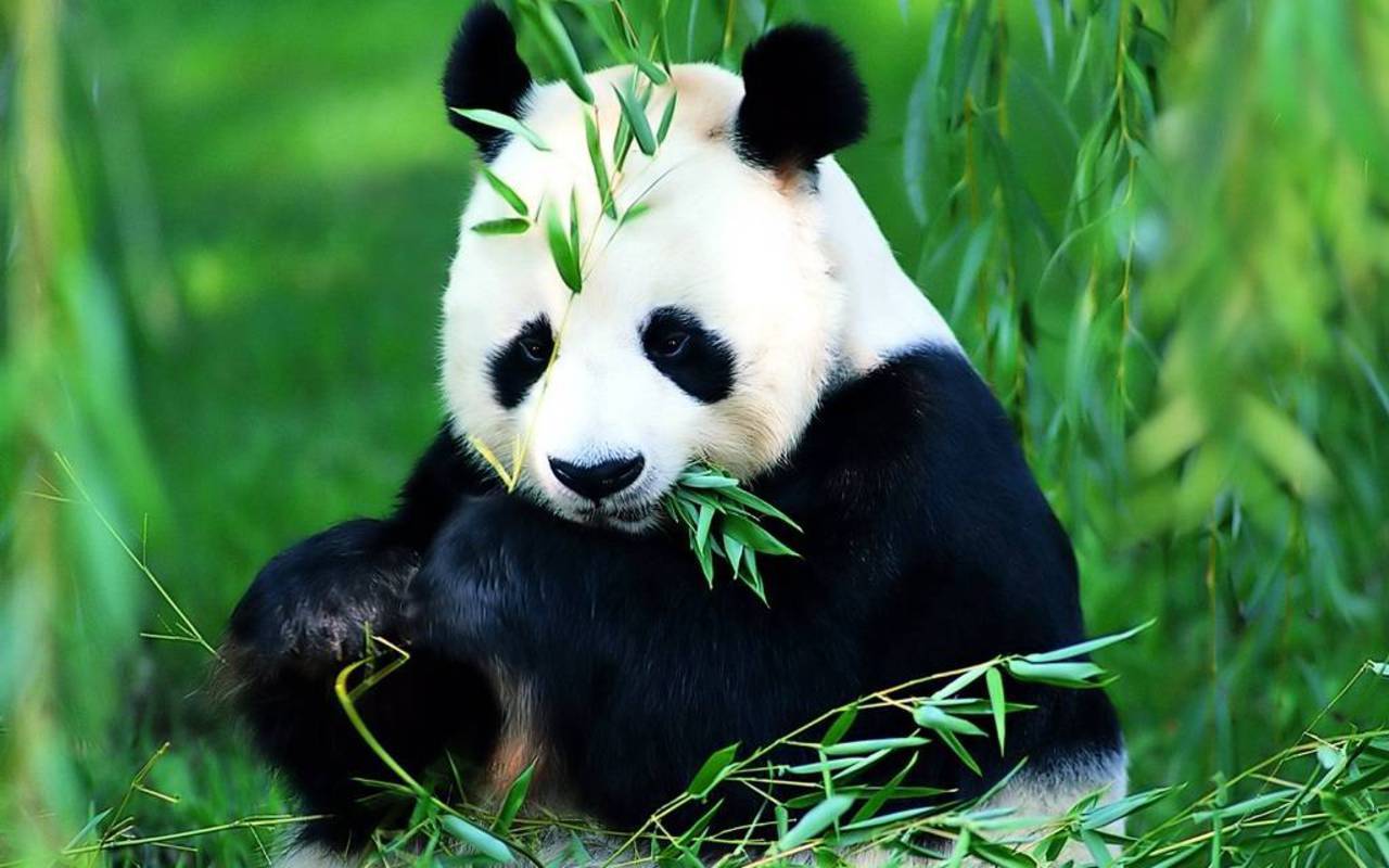 Save The Panda Bears Flora And Fauna Wallpaper