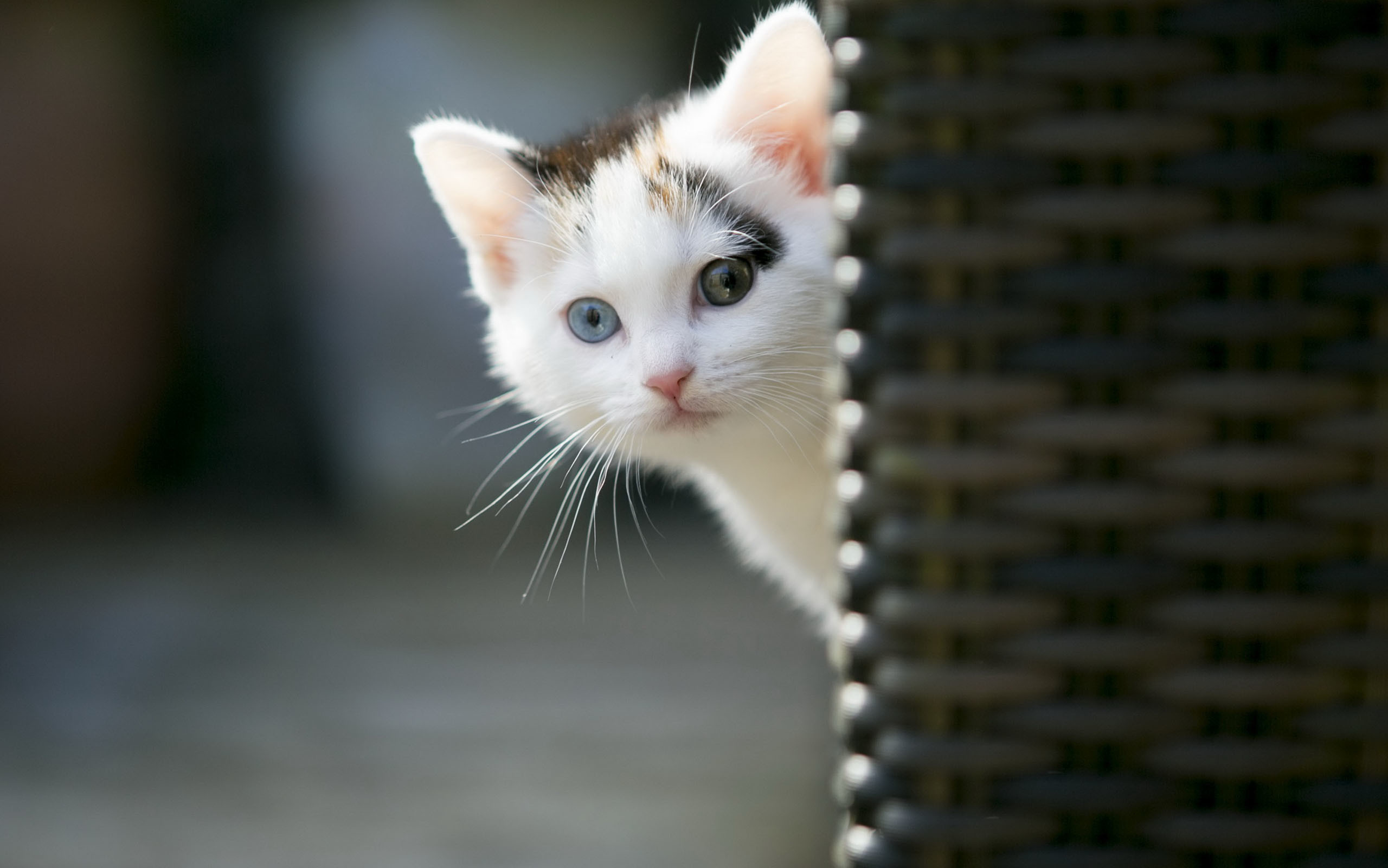 A curious white kitten with heterochromia (different colored eyes) peeks out from behind a wicker chair, its blue and green eyes wide with wonder