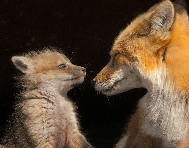Baby Animals Mother Foxes Wallpaper High Quality