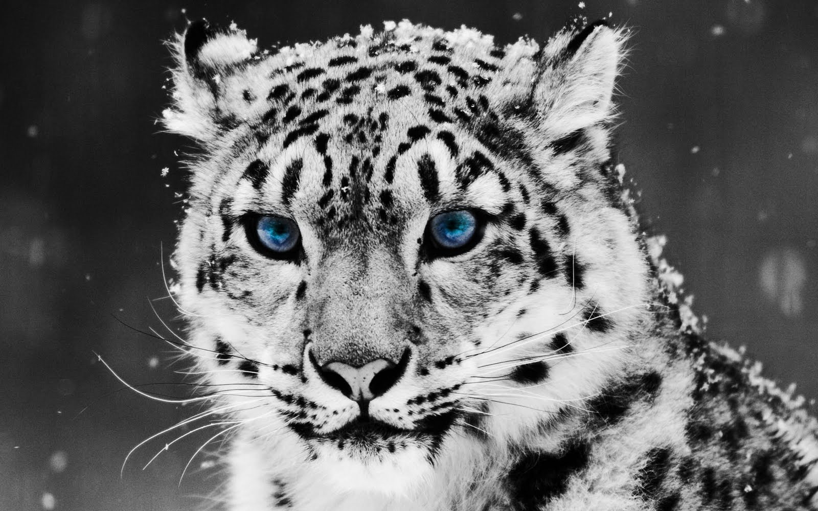 Wallpaper Best Size Snow Leopard