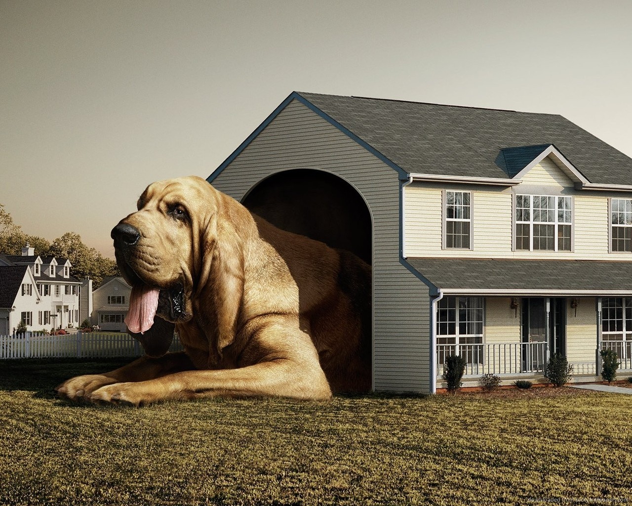 Dog House Wallpaper Gallery