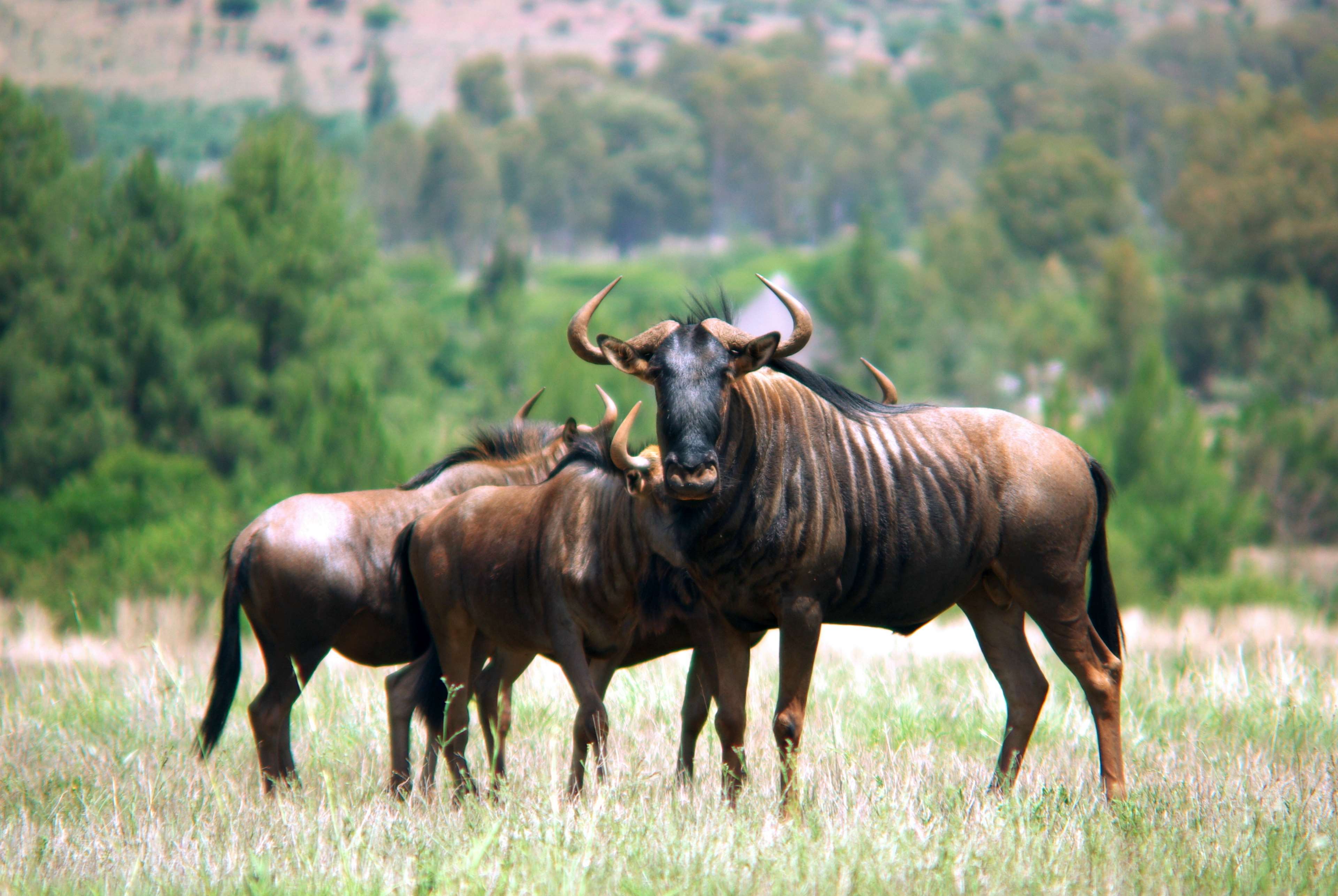 A group of wildebeest standing in a grassy field, with a backdrop of trees and hills